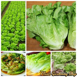 （คุณภาพสูง เมล็ด）เมล็ดพันธุ์ ผักสลัด Lettuce Seeds Vegetable Seeds บรรจุ 100 เมล็ด เมล็ดพันธุ์ผัก ผั/ง่าย ปลูก ส/ขายด S9