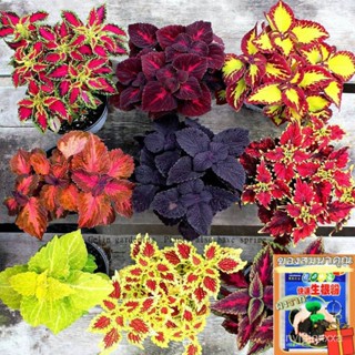 （คุณภาพสูง เมล็ด）เมล็ดพันธุ์ บอนสี Mixed Coleus Seeds Perilla Blumei เมล็ดดอกไม้ ต้นไม้ประดับ/คละ ผัก ปลูก /คละ UBQG