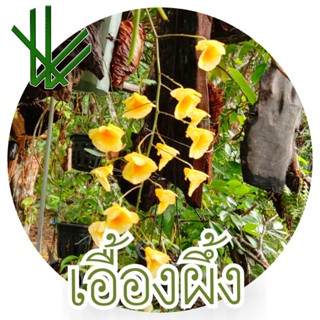 กล้วยไม้ เอื้องผึ้ง  ( Dendrobium lindleyi )ติดแกนไม้พร้อมที่แขวน