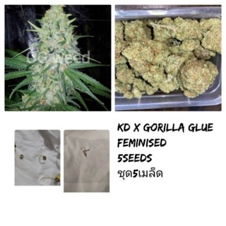 เมล็ดกัญชาKD x Gorilla Glue 5seedsเพศเมีย ชุด5เมล็ด