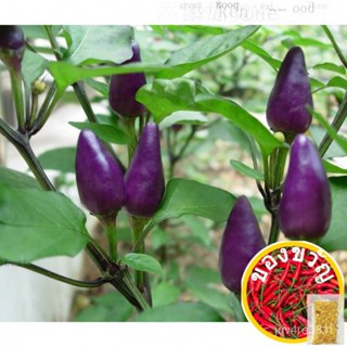 Pepper Paddy Purple Tianci SEED Garden ฝีมือดี หมวก/รองเท้า/สวน/ รองเท้า/ทานตะวัน/ของเล่น/กระโปรง/พยุง/กางเกง/ผักชี/ NUH