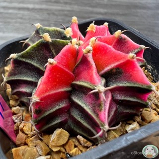 (P17) ต้นยิมโนด่าง คัดพิเศษ ไม้เมล็ด - (gymnocalycium) - แคคตัส/ง่าย ปลูก สวนครัว เมล็ด/อินทรีย์ 9CNL