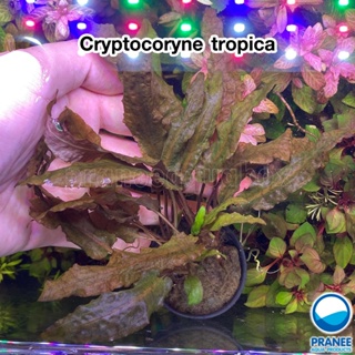 Cryptocoryne tropica คริปทรอปิก้า พร้อมปลูก ต้นไม้น้ำ ตกแต่งตู้ปลา ***กรุณาอ่านรายละเอียดก่อนสั่งซื้อ***