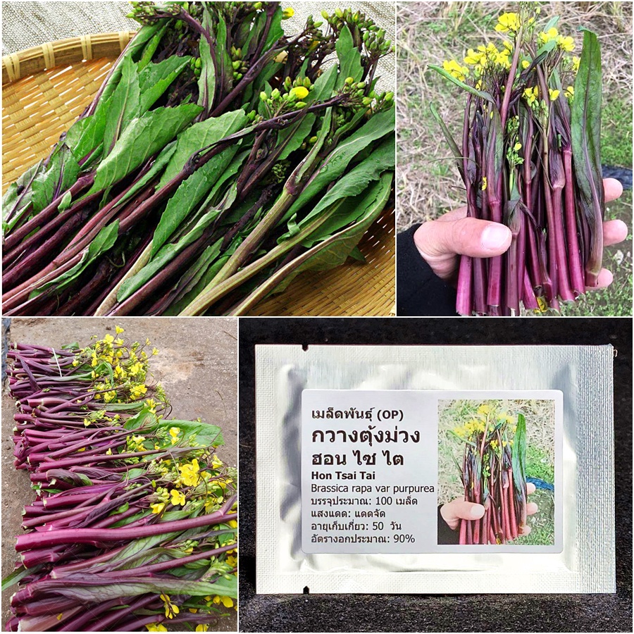เมล็ดพันธุ์ กวางตุ้งม่วง ฮอน ไซ ไต Hon Tsai Tai Seed 100 เมล็ด คุณภาพดี ราคาถูก ของแท้ 100%