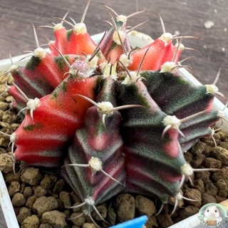 (B8) ต้นยิมโนด่าง คัดพิเศษ ไม้เมล็ด - (gymnocalycium) - แคคตัส/ง่าย ปลูก สวนครัว เมล็ด/สวนครัว A2WG