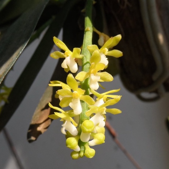 pomatocalpa angustifolia โพมาโตคัลป้า อันกุสติโฟเลีย กล้วยไม้ช้างดำน้อย กล้วยไม้หายาก