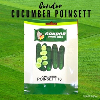 ผลิตภัณฑ์ใหม่ เมล็ดพันธุ์ จุดประเทศไทย ❤Condor Seeds CUCUMBER POINSETTE 3gเมล็ดอวบอ้วน 100% รอคอยที่จะให้ความสนใ/ขายดี O