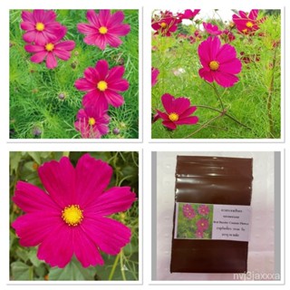 （คุณภาพสูง เมล็ด）เมล็ดพันธุ์ ดาวกระจายสีแดง ดอกคอสมอส (Red Dazzler Cosmos Flower Seed) บรรจุ /ง่าย ปลูก สวนครัว /คละ LXQ