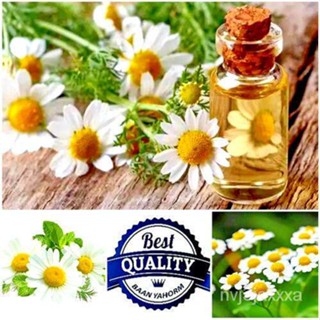 （คุณภาพสูง เมล็ด）เมล็ดพันธุ์ สมุนไพร คาโมมายล์ Chamomile Seeds คุณภาพนำเข้า 100 เมล็ด ไม้ประดับ ของแต่งสวน ไม้ปร/ดอก FQB