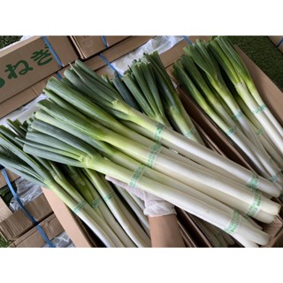 (พร้อมทาน) FillFresh • ต้นหอมญี่ปุ่น｜Japanese Bunching Onion คัดสวย พร้อมส่ง สดใหม่ พร้อมทาน