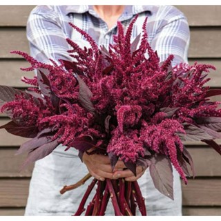 เมล็ดพันธุ์ผักโขมแดง เรด สไปค์ Red Spike Amaranthus Seed บรรจุ 200 เมล็ด คุณภาพดี ของแท้ ราคาถูก นำเข้าจากต่างประเทศ