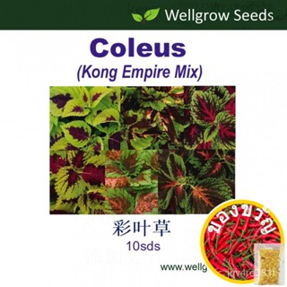 เมล็ด: Coleus Kong Empire pelleted (10sds) ยกเว้น: Anxi (wxh) เมล็ด ATI-ATI เมล็ดดอกไม้เมล็ด EDX5