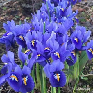 ผลิตภัณฑ์ใหม่ เมล็ดพันธุ์ จุดประเทศไทย ❤100 Pcs/Set Mixed Colors Blue Iris Lactea Seed for Sale Blue Iris Flowe /ขายด JD