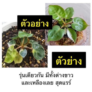 ฟิโลก้านส้ม พันธุ์ด่าง💚Philodendron billietiae variegated 🔥