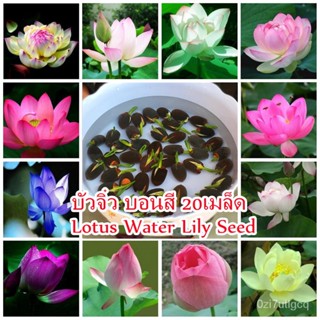 （คุณภาพสูง เมล็ด）ประเทศไทยพร้อมสต็อก 20เมล็ด บัวจิ๋ว Lotus Water Lily Seed บัวคละสี เมล็ดเล็ก บอนสี /ง่าย ปลูก ส/ดอก ZRB