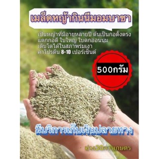 ✅ กินนี กินนี่มอมบาซ่า (พร้อมปลูก) เมล็ดกินนี่มอมบาซา 500 กรัม