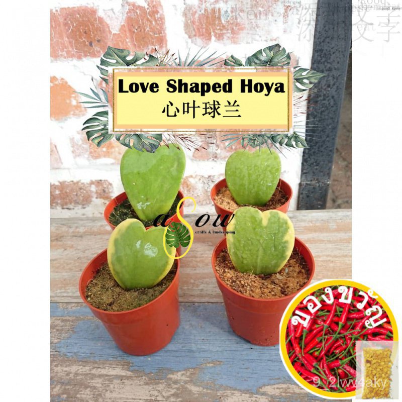 [Live Plant] sweetheart Love shaped Hoya kerrii ดอกไม้/ดอกไม้/ไฟแช็ก/ผ้าฝ้าย/ไฟแช็ก/กางเกง X18B