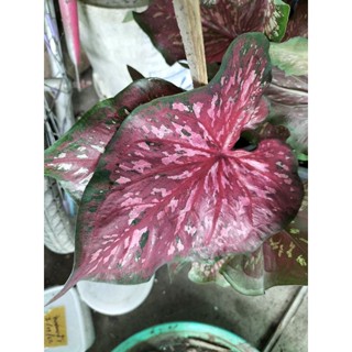 บอนสีนางเบญจกายcaladium