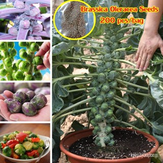 ผลิตภัณฑ์ใหม่ เมล็ดพันธุ์ จุดประเทศไทย ❤[Fast Grow] 200Pcs Mini Brassica Oleracea Seeds Brussels Sprouts Seeds  /ขายดี S