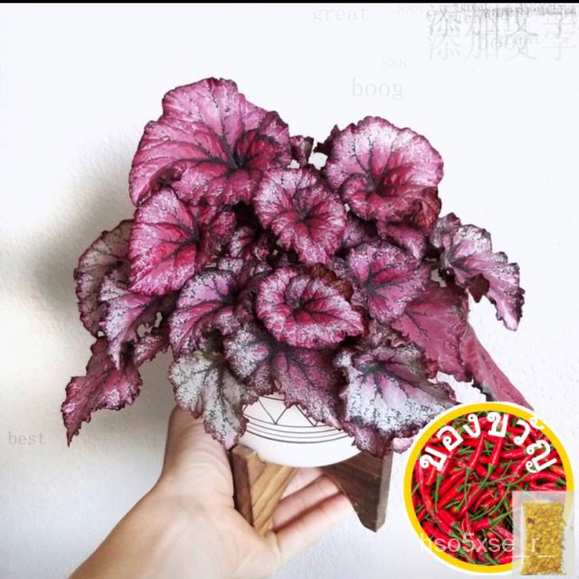 GPS Green Plant Society Live Plant Begonia Rex กระบองเพชรแดง/ดอกไม้/แอปเปิล/กางเกงใน/ทานตะวัน/ทานตะว