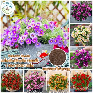 （คุณภาพสูง เมล็ด）1000 Pcs/bag เมล็ด พิทูเนีย Mixed Petunia Seeds Flower Seeds เมล็ดดอกไม้ ต้น/ง่าย ปลูก สวนครัว /ดอก NZZ