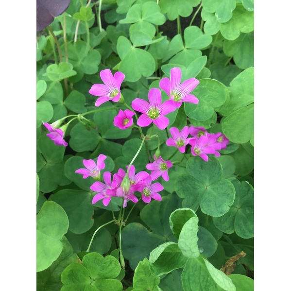 ต้นผีเสื้อราตรี oxalisดอกสีชมพูเข้ม พร้อมส่ง