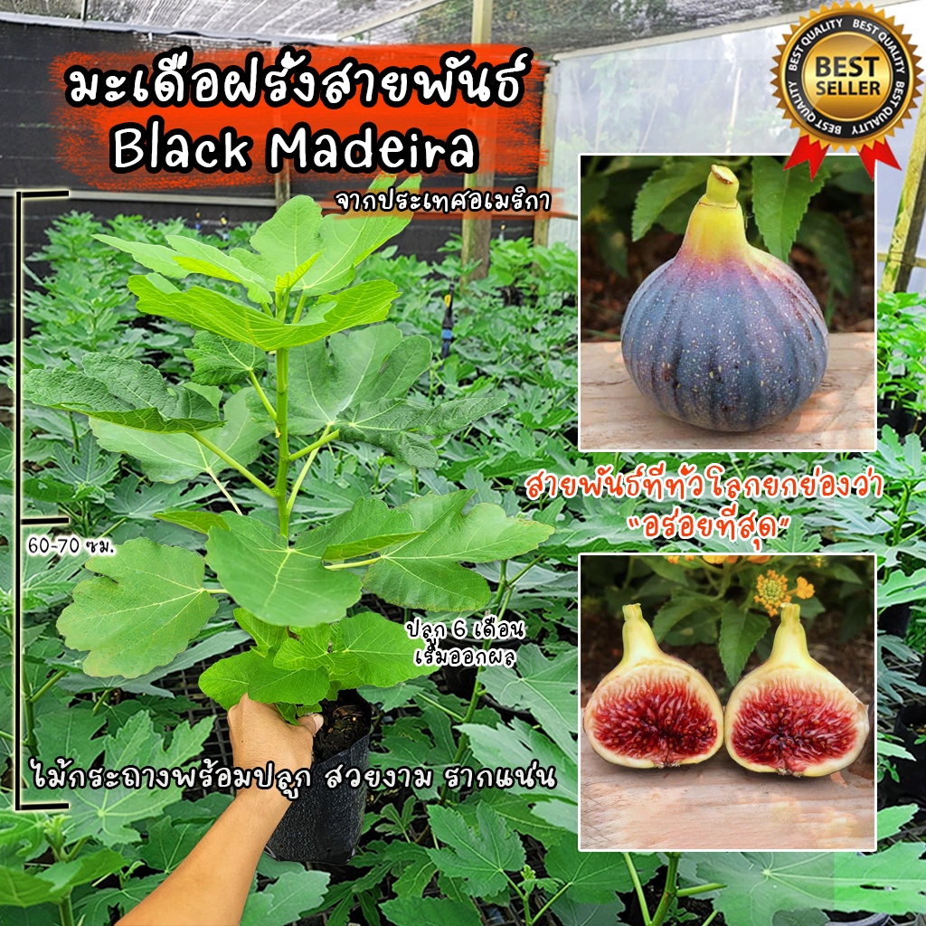 มะเดื่อฝรั่ง สายพันธ์ Black Madeira ที่ทั่วโลกยกย่องให้เป็นราชามะเดื่อ ต้นสวยงาม รากแน่นพร้อมปลูก ไม