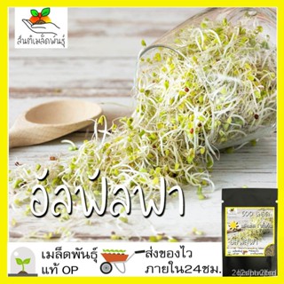 ผลิตภัณฑ์ใหม่ เมล็ดพันธุ์ 2022เมล็ดอวบอ้วน อัลฟัลฟา 500 เมล็ด Alfalfa seeds เมล็ดอวบอ้วนแท้ นำเข้าจากต่างประเทศ /ขายดี 6