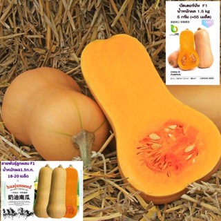 เมล็ดฟักทองบัตเตอร์นัท สควอช 20 เมล็ด  Butternut Squash  สายพันธุ์ F1