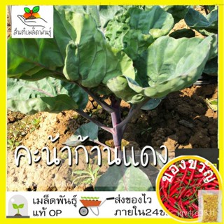 เมล็ดพันธุ์ คะน้าก้านแดง F1 100 เมล็ด Red Chinese Kale F1 seed เมล็ดพันธุ์แท้ นำเข้าจากต่างประเทศ ปลูกผัก สวนครัวหมวก/เด