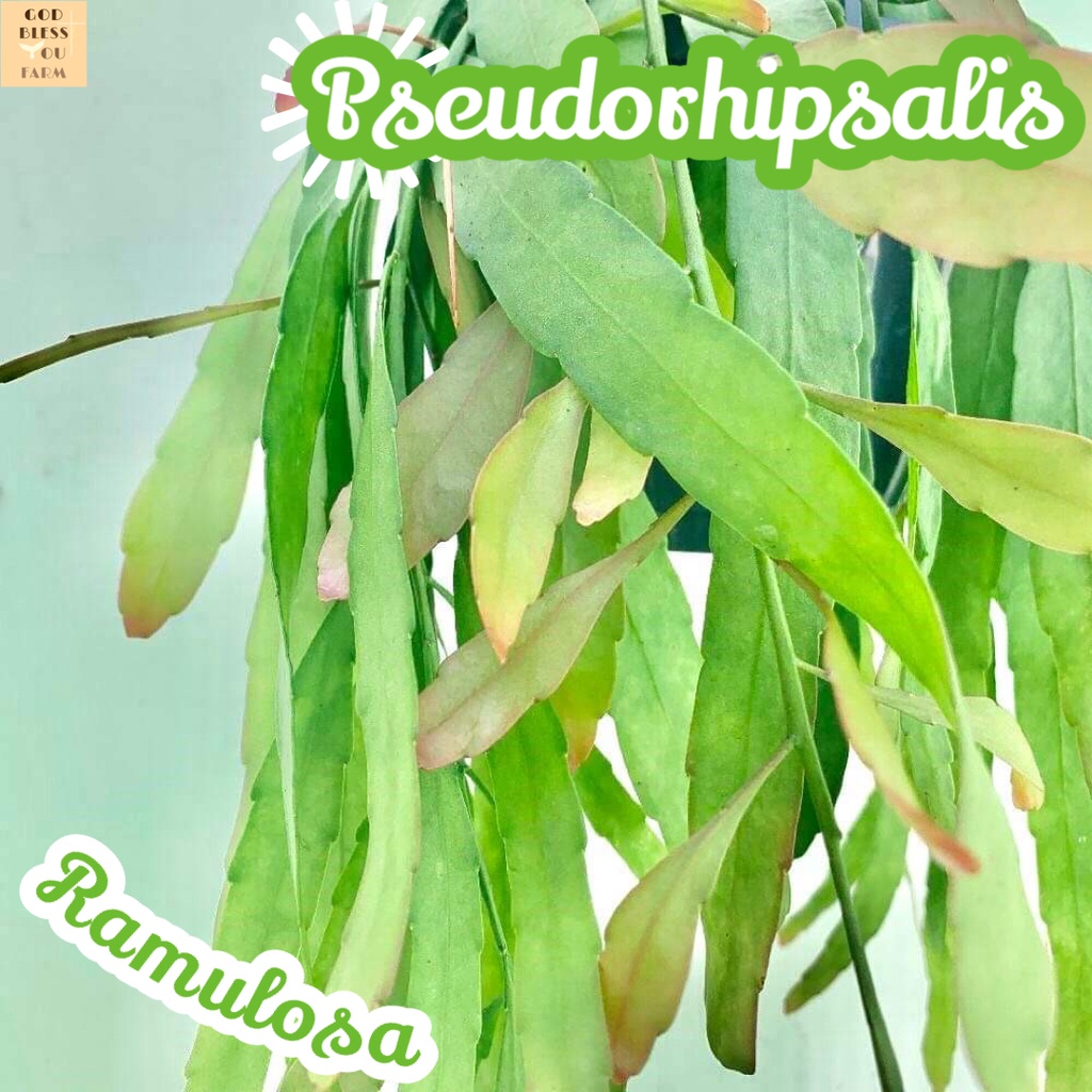 [สูโดริพซาลิส รามูโลซ่า] Pseudorhipsalis Ramulosa แคคตัส ต้นไม้ หนาม ทนแล้ง กุหลาบหิน อวบน้ำ พืชอวบน้ำ succulen