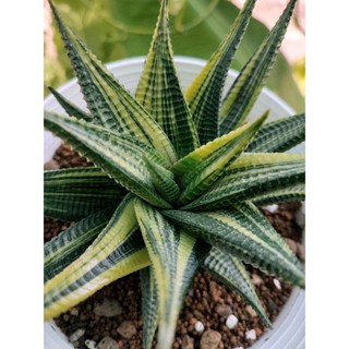 ฮาโวเทีย ม้าเวียนด่าง🪴Haworthia limifolia variegated