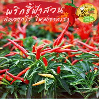 🌶️พริกชี้ฟ้าสวน แดง/เขียว 500 กรัม(ครึ่งโล) สดจากไร่ใหม่จากสวน เพิ่มสีสันและรสชาติให้เมนูอาหารของคุณ เก็บสดวันต่อวัน ✨