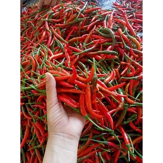 พริกแดงจินดา [150-200เมล็ด/ซอง] 🔥โปรโมชั่น [ซื้อ 2แถม 1ซอง]