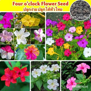 ผลิตภัณฑ์ใหม่ เมล็ดพันธุ์ 2022【อัตรางอกสูง】35-40 ชิ้น คละสี Four Oclock Flower Seed for Planting เมล็ดบอนสีสวยๆ/ขายด EO