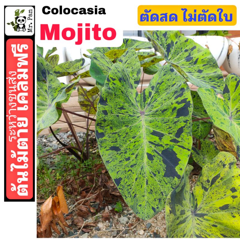 Colocasia Mojito ตัดสด ไม่ตัดใบ โคโลคาเซีย โมจิโต้
