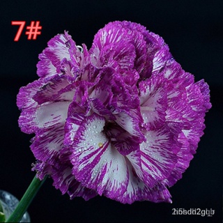 ผลิตภัณฑ์ใหม่ เมล็ดพันธุ์ 50pcs Carnation Seeds Flower Seeds Beautiful Bonsai Seed for Home Garden Plants #HY30 PL/เมล็