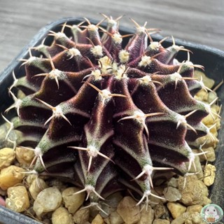 (LP2) ต้นยิมโนม่วง คัดพิเศษ ไม้เมล็ด - (gymnocalycium) - แคคตัส/ง่าย ปลูก สวนครัว เมล็ด/อินทรีย์ DHI1