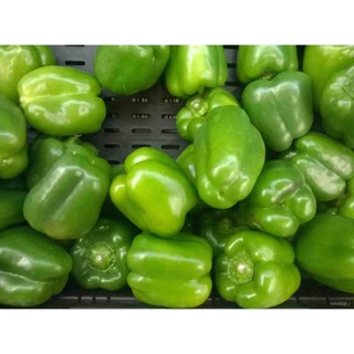 ผลิตภัณฑ์ใหม่ เมล็ดพันธุ์ จุดประเทศไทย ❤Green Sweet Bell Pepper Vegetable Seeds ( 500 seeds ) - Basic Farm House/ดอก D0B