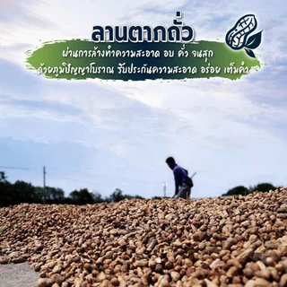 ถั่วลิสงคั่ว 500g ถั่วลิสงพันธุ์ไทยแท้ ใหม่ สะอาด ปลอดภัย จากบ้านถั่วลิสงจังหวัดน่าน