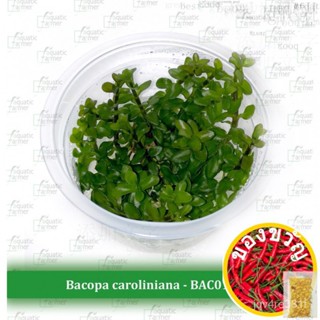 Bacopa Caroliniana Live Aquatic Tissue Culture Plants โดยพืชน้ำ/สัตว์น้ำ/สัตว์น้ำ/ผู้ชาย/กางเกง/กุหลาบ/ชุดชั้นใน/และ IHZ