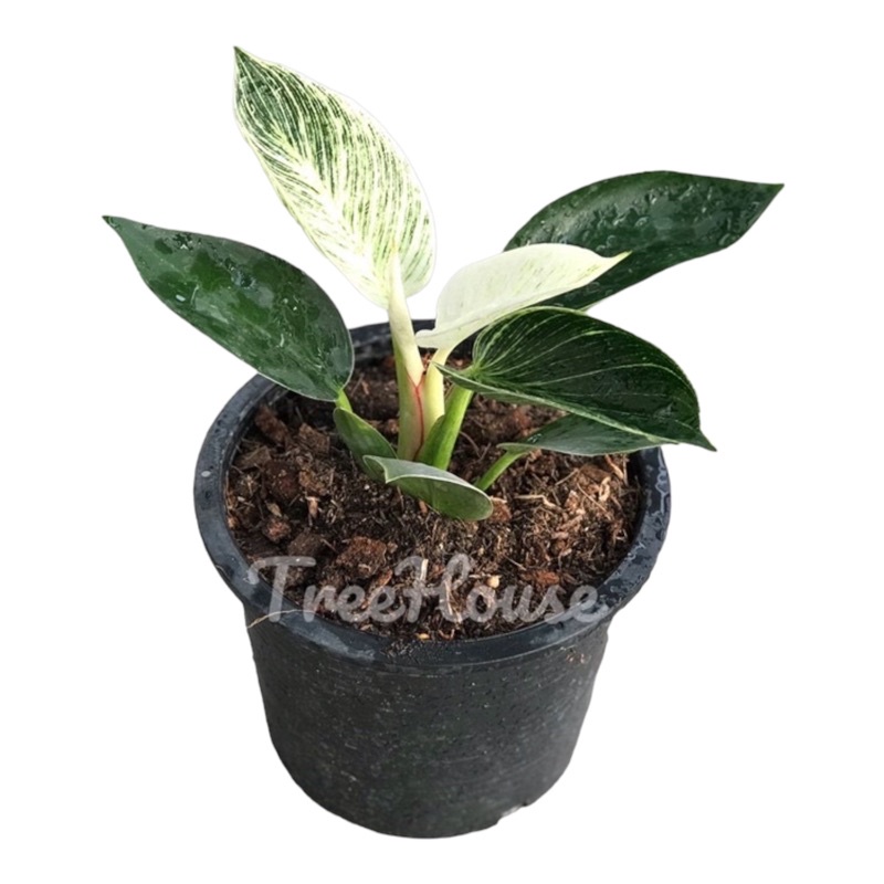 ฟิโลเดนดรอน เบอร์กิ้น ไม้ประดับใบสวยงาม