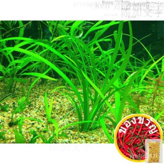 Dwarf Currentaria พืชน้ำกุหลาบ/แอปเปิ้ล/ปลาดาว/ดอกไม้/ดอกทานตะวัน/สวน/บทรราช/ดอกทานตะวัน/ผ้าโพกหัว /สวน // กุหลาบ 7WC0
