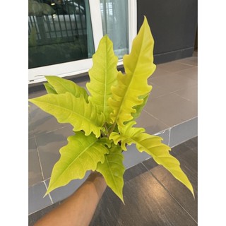 ฟิโลเดนดรอนใบเลื่อยสีทอง Philodendron golden saw