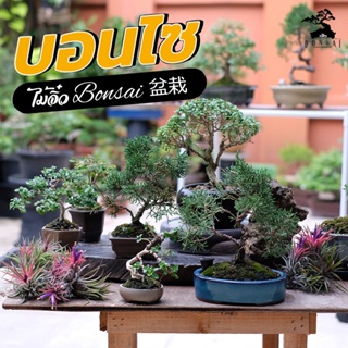 🌳บอนไซ 🌳Bonsai พร้อมกระถาง มีหลายชนิดให้เลือก ไม้จิ๋ว ไม้แคระ ตกแต่งสวนและบ้านมอบเป็นของขวัญของกำนัล.