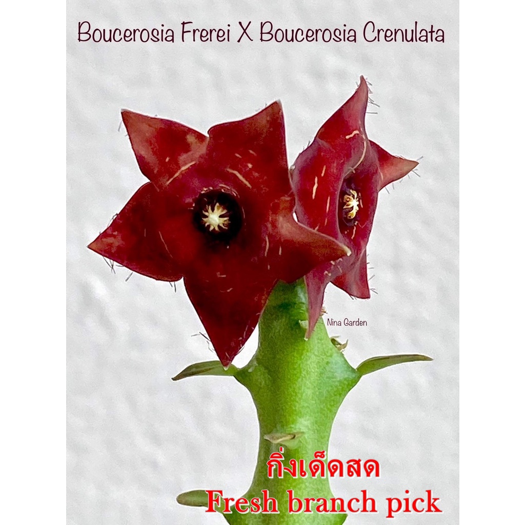 เก๋งจีน Boucerosia Frerei X Crenulata *กิ่งเด็ดสด* แคคตัส ไม้อวบน้ำ Cactus and Succulent