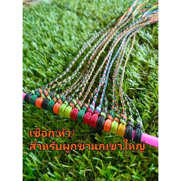 เชือกผูกขานกเขาใหญ่ เชือกหัวท่อนบนพร้อมต่อลูกหนุน