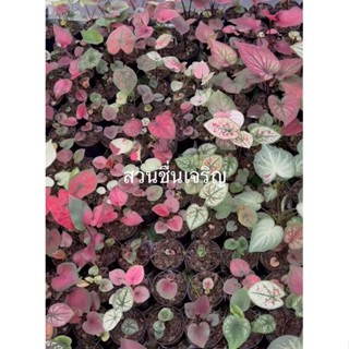 บอนสี หลายสายพันธุ์ บอนสีราชินีไม้ใบ บอนสีหลากหลายสายพันธุ์ กระถาง 3 นิ้ว Caladiums