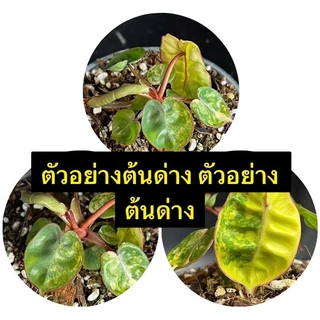 ฟิโลก้านส้ม พันธุ์ด่าง💚Philodendron billietiae variegated 🔥
