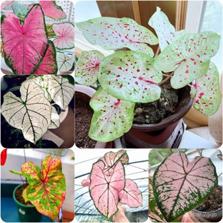 （คุณภาพสูง เมล็ด）บอนสี 100เมล็ด Mixed Colors Caladium Seeds Flower Seeds ต้นไม้ฟอกอากาศ ต้นไม/ง่าย ปลูก สวนครัว /ผักสลัด